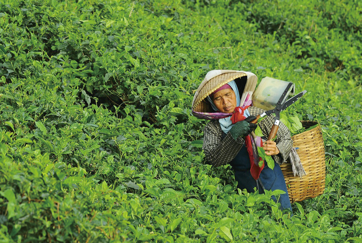 新たな農家支援策 - ワイズデジタル【タイで生活する人のための情報サイト】
