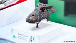 東北部で新種の化石　230万年前のアリゲーター - ワイズデジタル【タイで生活する人のための情報サイト】