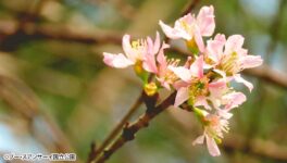 季節外れの「タイの桜」が開花 - ワイズデジタル【タイで生活する人のための情報サイト】