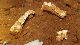 サトゥーン県の洞窟で　先史時代の墓地を発見 - ワイズデジタル【タイで生活する人のための情報サイト】