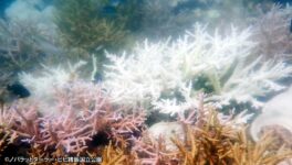 サンゴ礁の白化現象対策のため　ピピ諸島ダイビングスポット閉鎖へ - ワイズデジタル【タイで生活する人のための情報サイト】