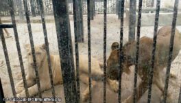 自宅でライオンを違法飼育　強制捜査で摘発 - ワイズデジタル【タイで生活する人のための情報サイト】