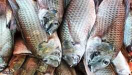 外来魚駆除作戦を実施　バンコク都3区の水域にも被害 - ワイズデジタル【タイで生活する人のための情報サイト】