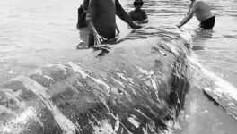 全長15mのニタリクジラが座礁　救助を試みるも死亡 - ワイズデジタル【タイで生活する人のための情報サイト】