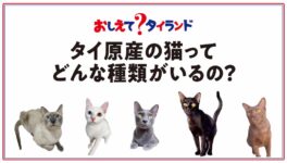 タイ原産の猫ってどんな種類がいるの？ - ワイズデジタル【タイで生活する人のための情報サイト】