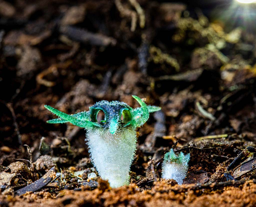 フクロウのような見た目をした希少植物　年に1度の発芽の時期が到来 - ワイズデジタル【タイで生活する人のための情報サイト】