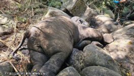 罠にかかった象死亡　国立公園局が調査へ - ワイズデジタル【タイで生活する人のための情報サイト】