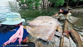 メークローン川河口で　世界最大の淡水エイの死骸発見 - ワイズデジタル【タイで生活する人のための情報サイト】