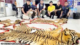 トラの死骸の違法取引摘発　オンライン上で追跡し事件発覚 - ワイズデジタル【タイで生活する人のための情報サイト】