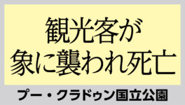 プー・クラドゥン国立公園で　観光客が象に襲われ死亡 - ワイズデジタル【タイで生活する人のための情報サイト】