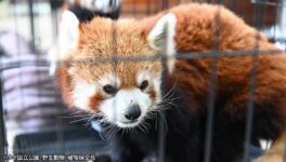 レッサーパンダ、オランウータンなど　野生動物密輸組織を摘発 - ワイズデジタル【タイで生活する人のための情報サイト】